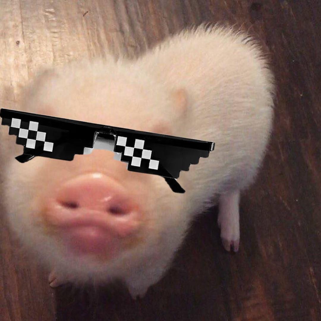 小瑞🐷
