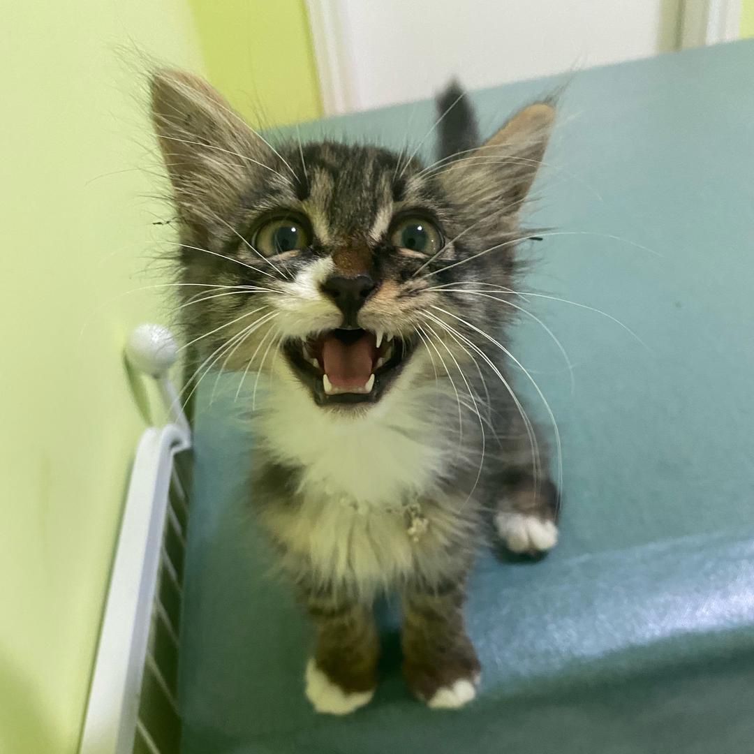 只会睡觉的多米