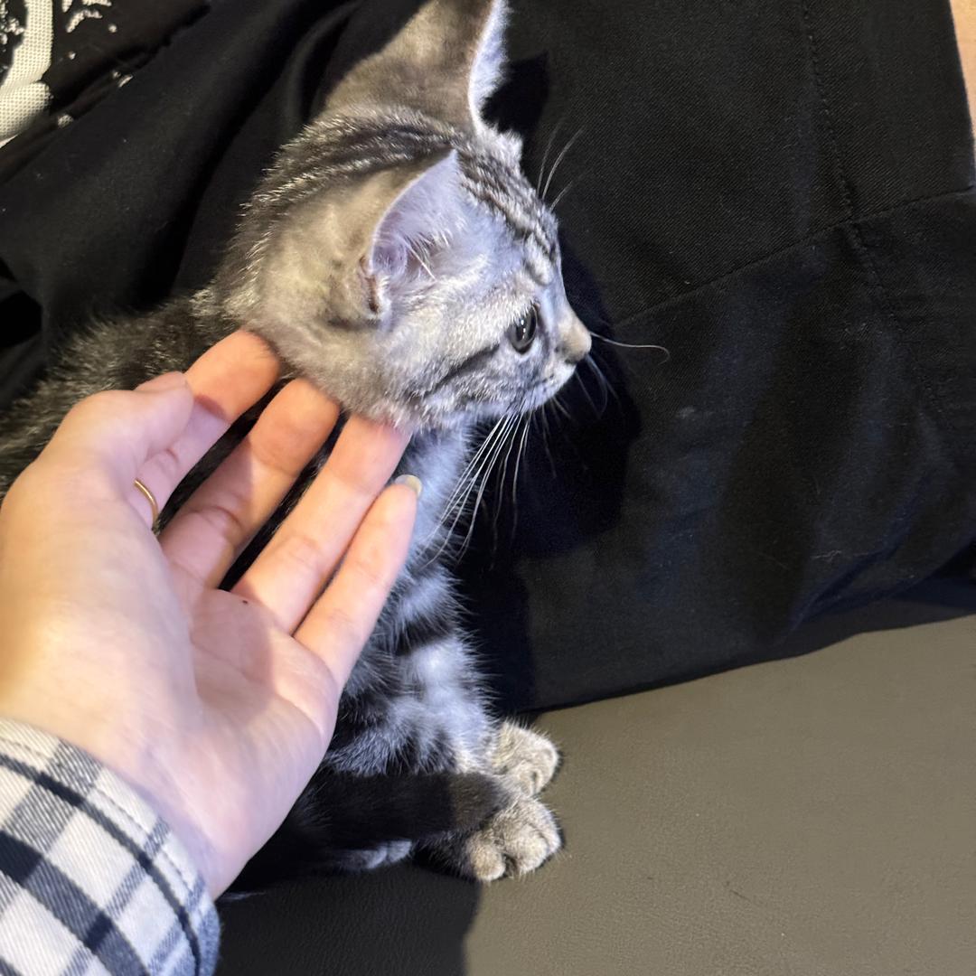 奶豆要吃猫罐头