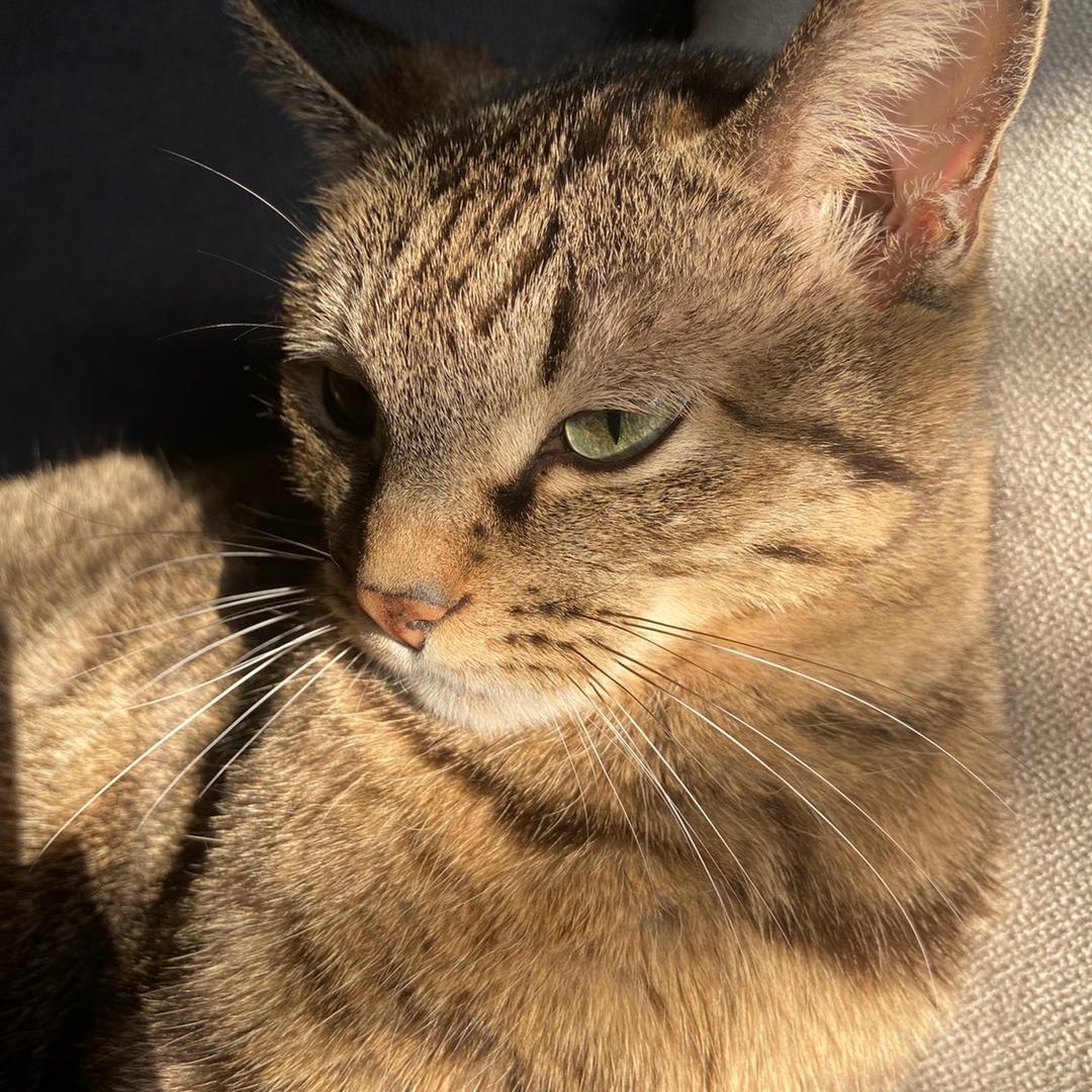猫葫芦