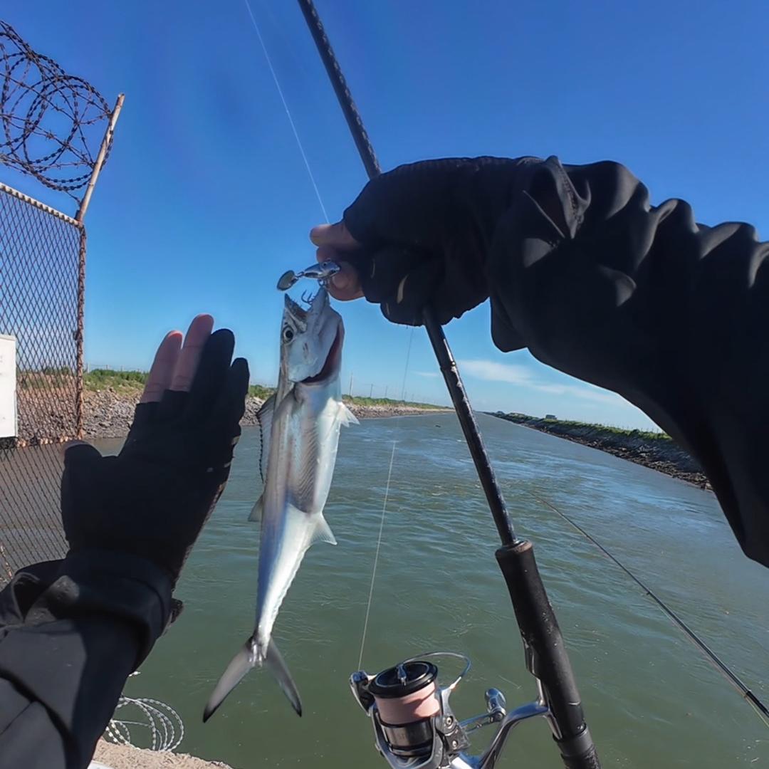 刺鱼路亚🎣（王小博）