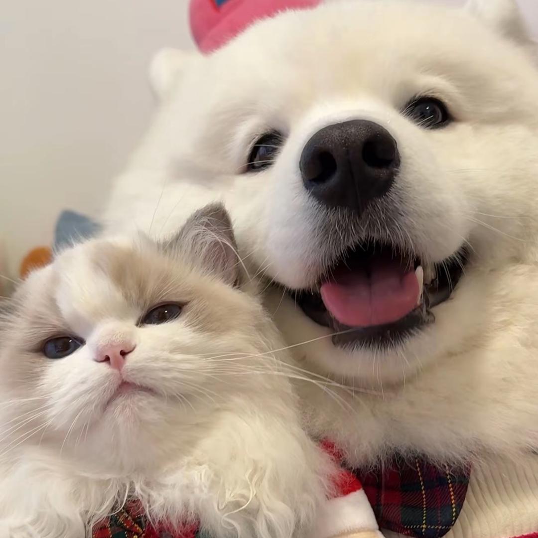 白鹭ʕ•̫͡•ʔ