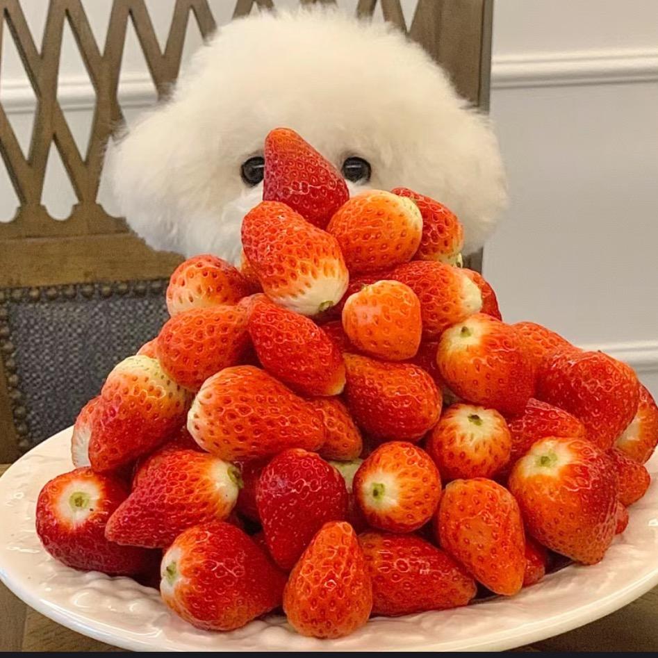 西莓樱