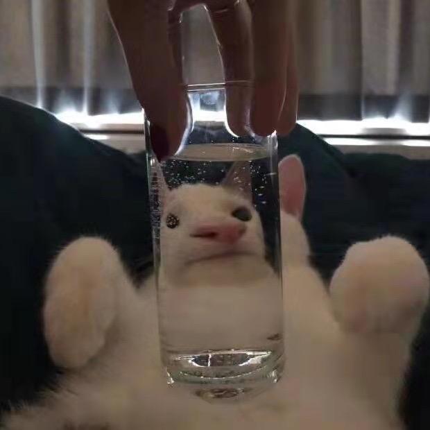 恐龙星球杯