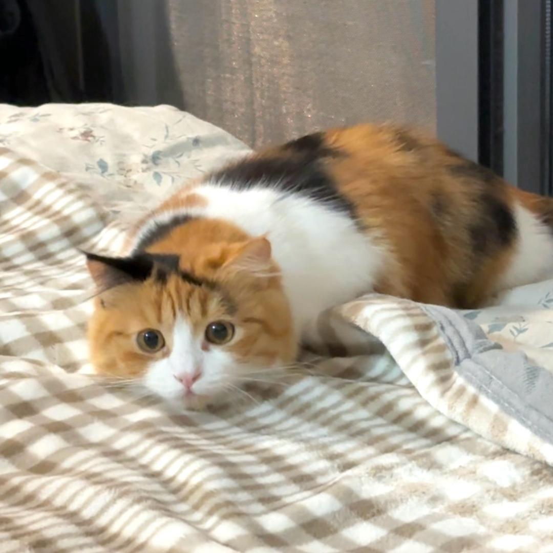 狗蛋