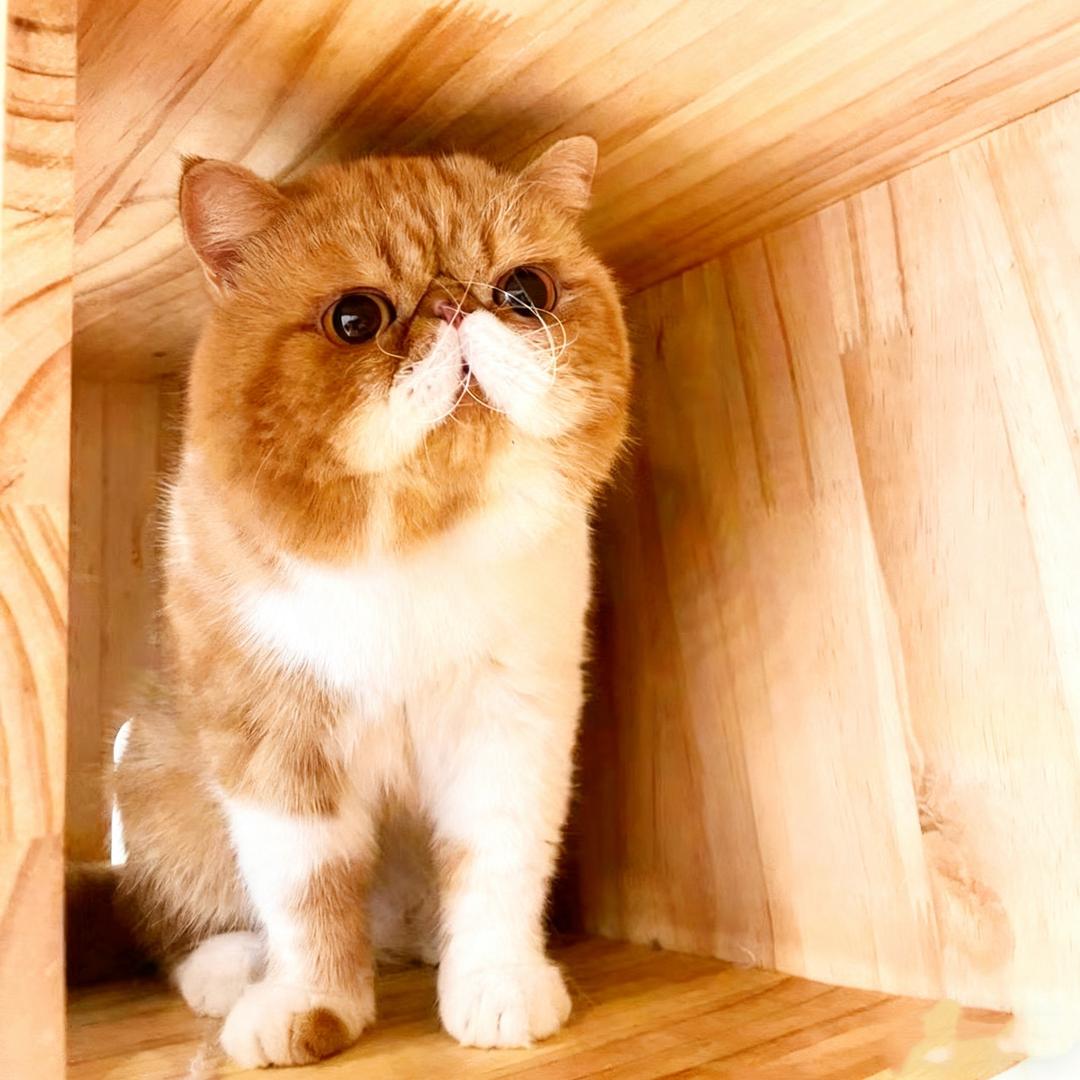 猫奴这一家
