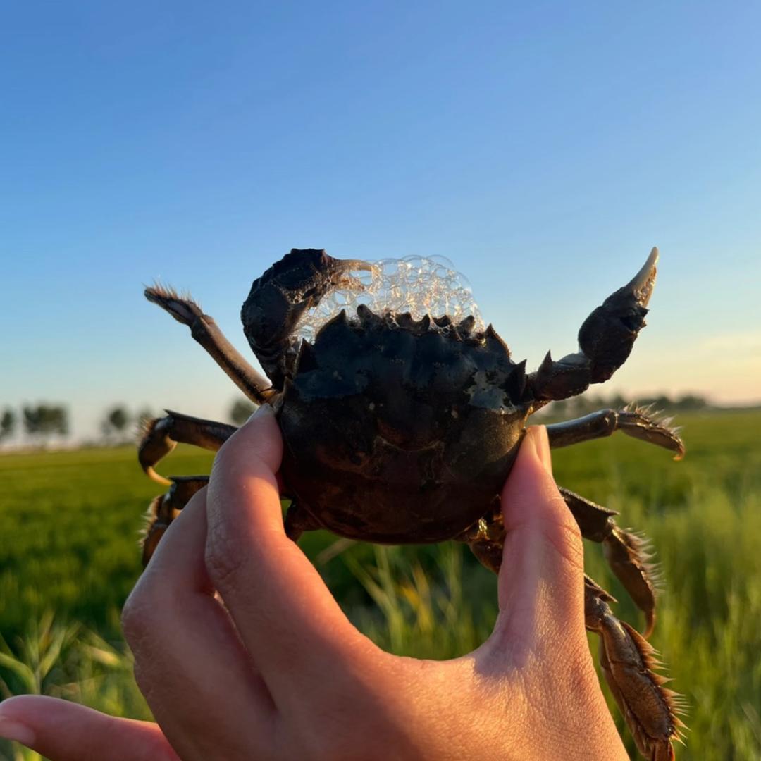 咱家的盘锦稻田蟹