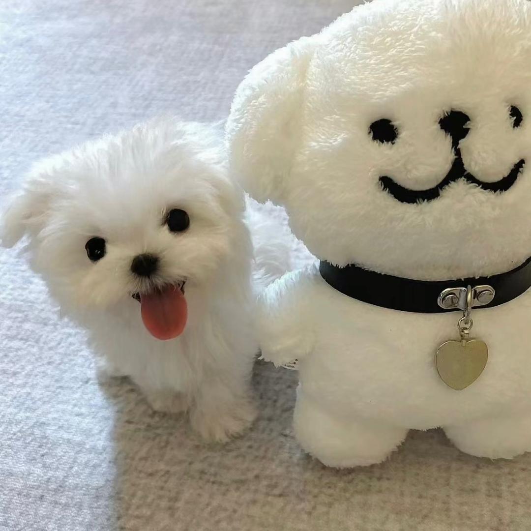 亚土豆