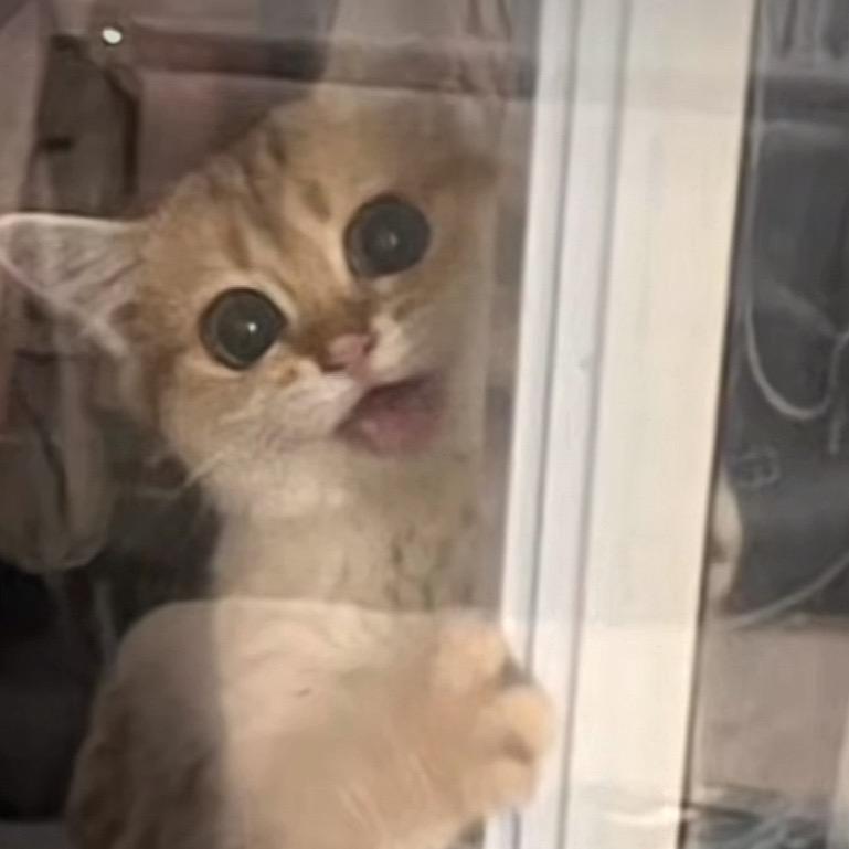 小鱼