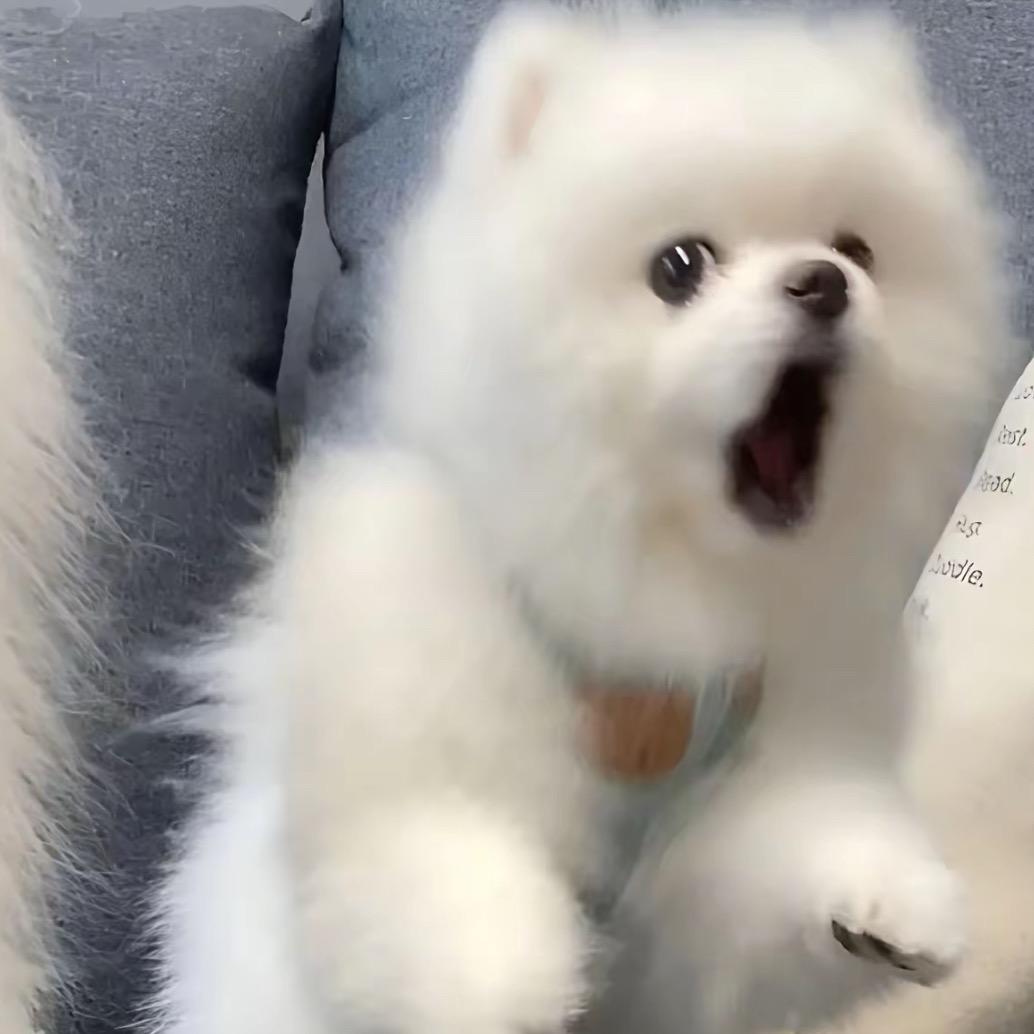 柚子家的🐑