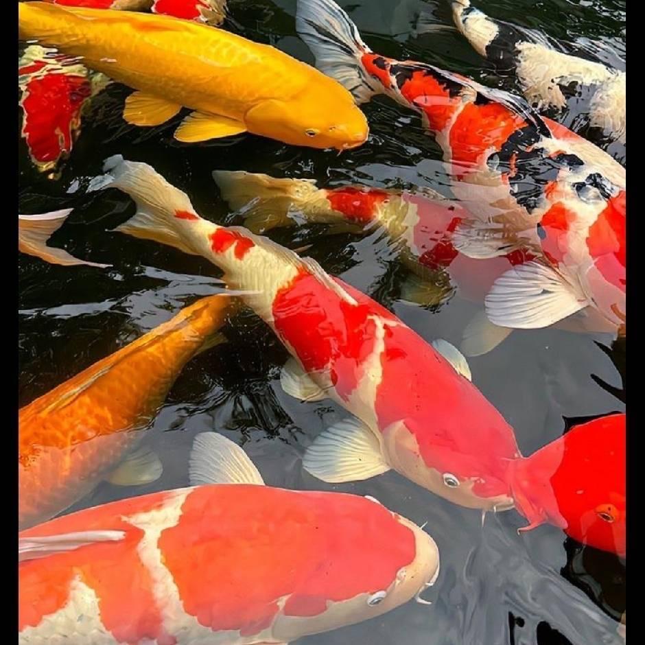 黑哥锦鲤