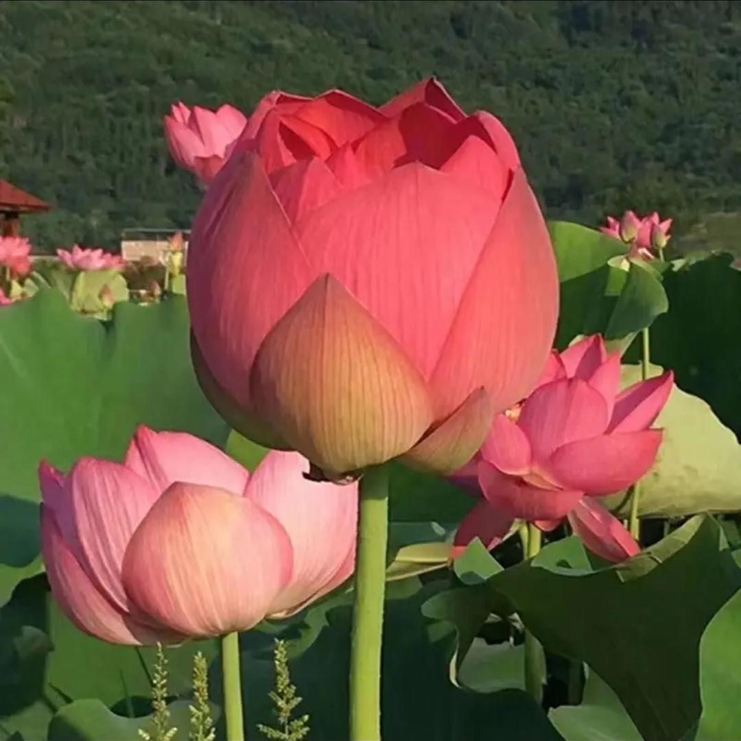 吟花咏草荷花基地