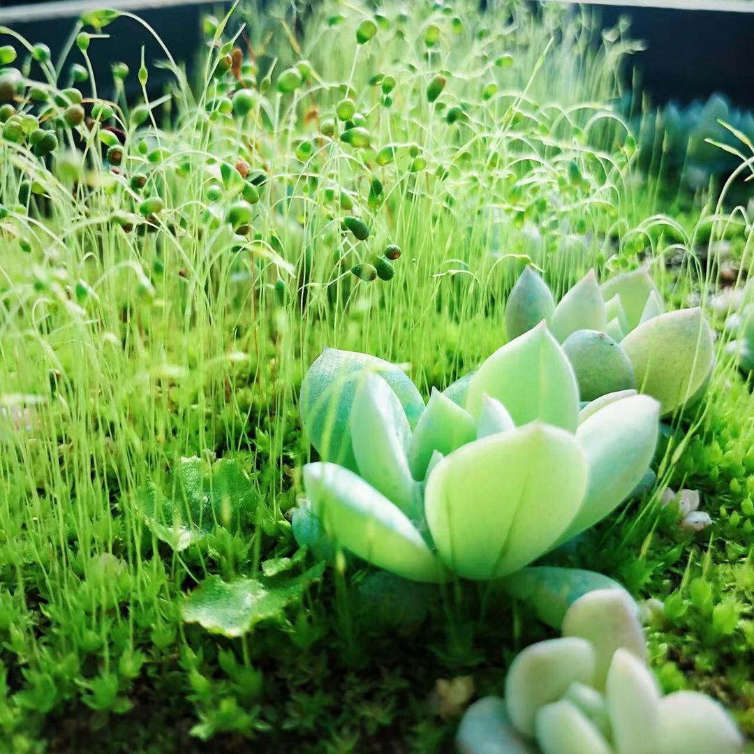 四叶草