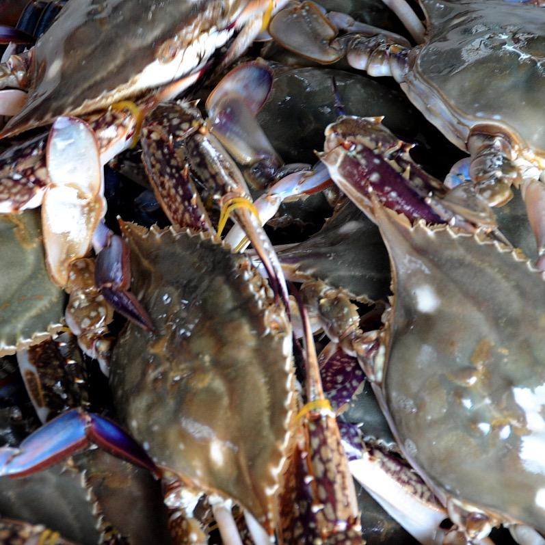 月华螃蟹源头工场