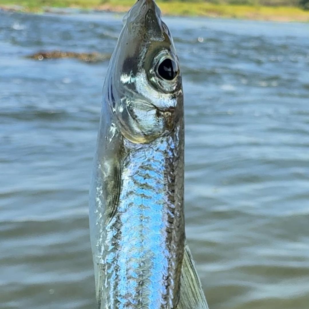 空空野钓🎣