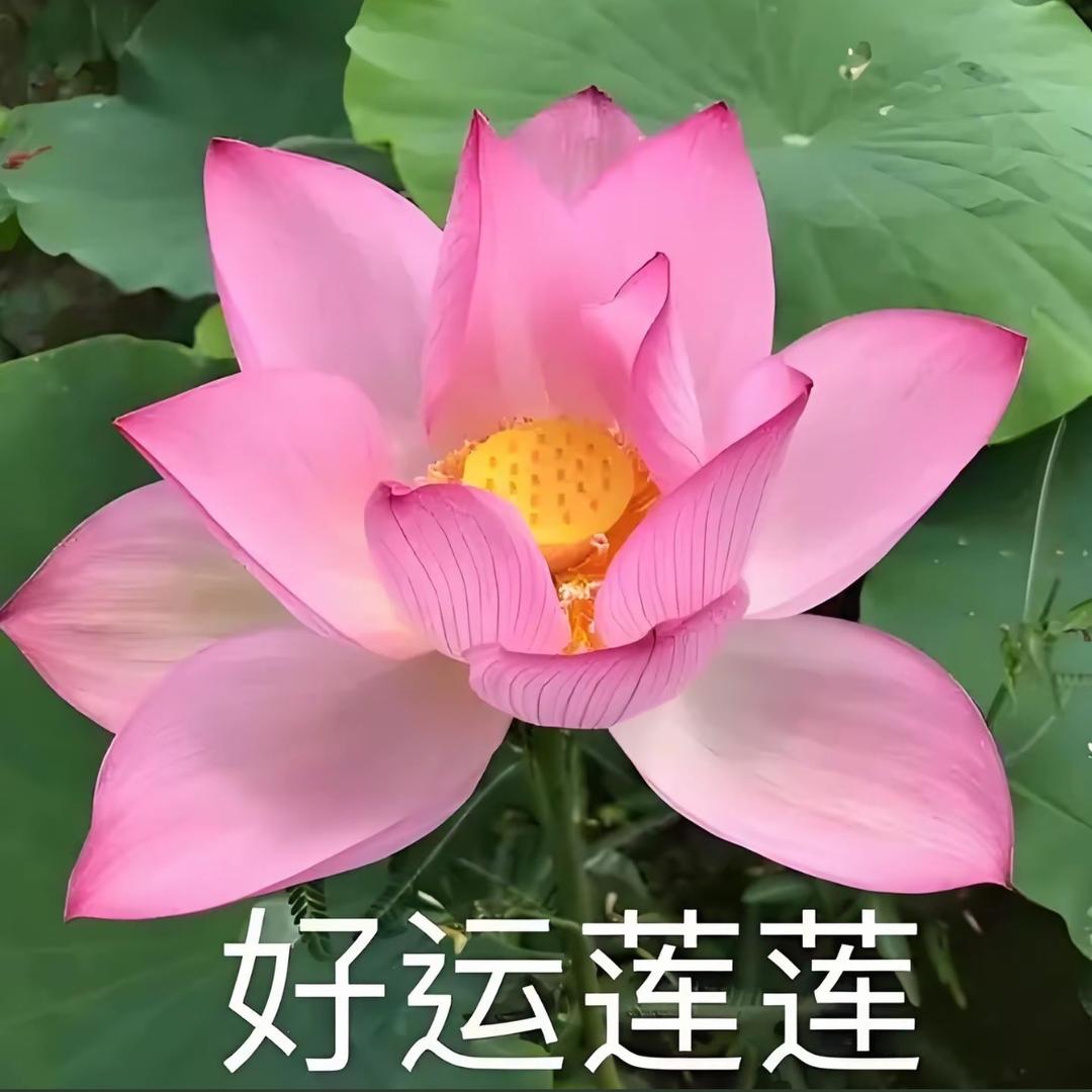花开富贵.