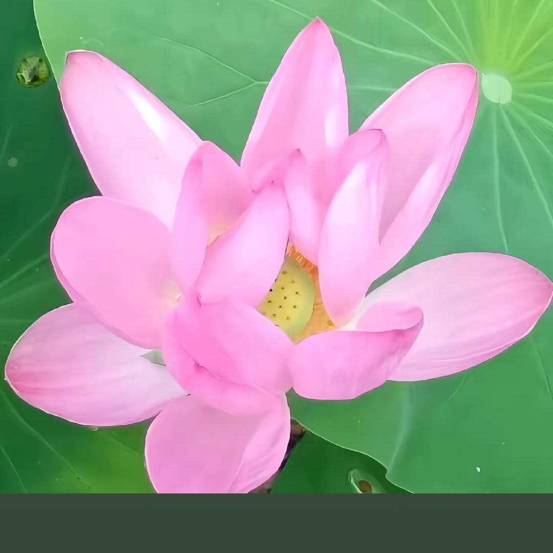 湘涟五金建材(经纬花苑店)五金建材shiwude直播号