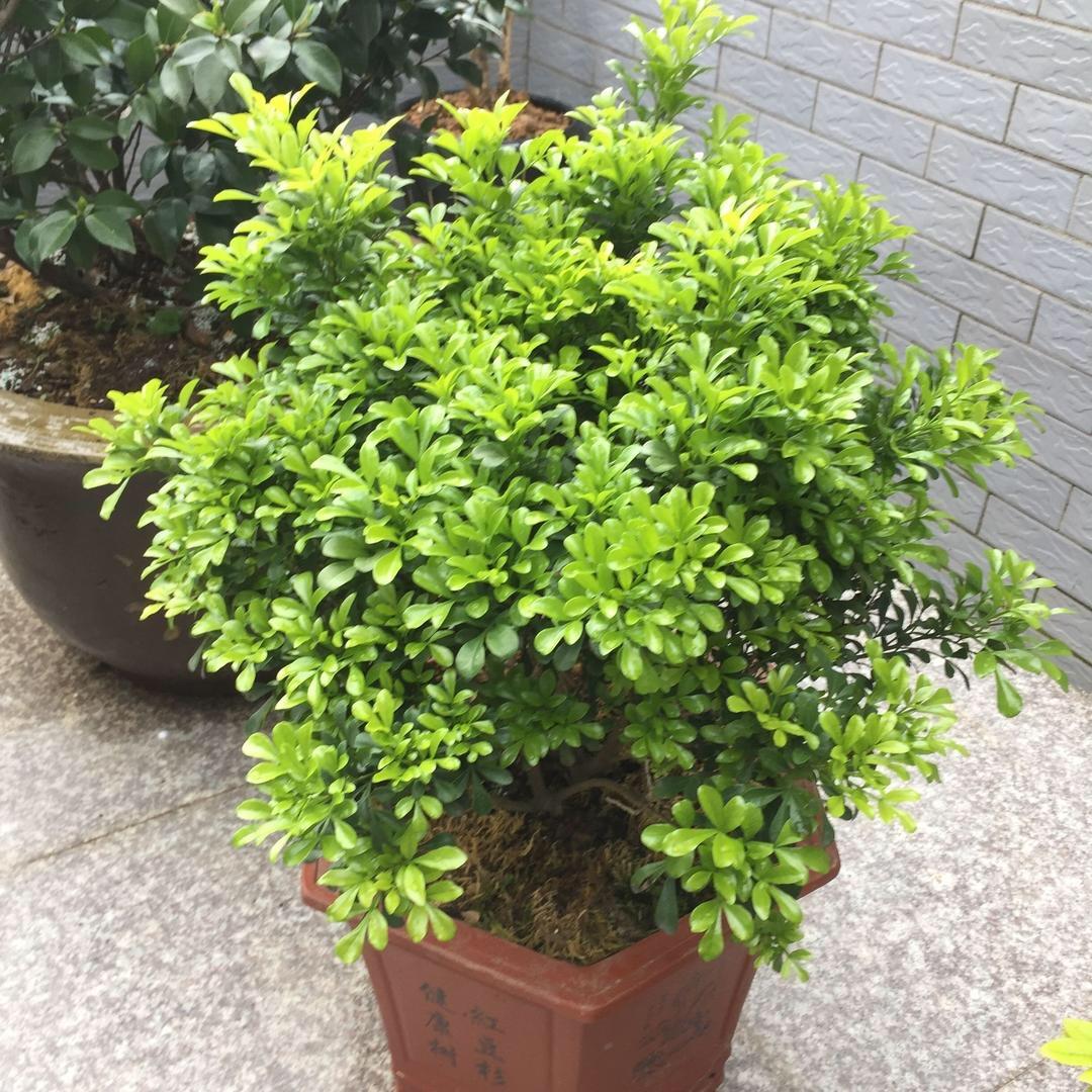 潘立君