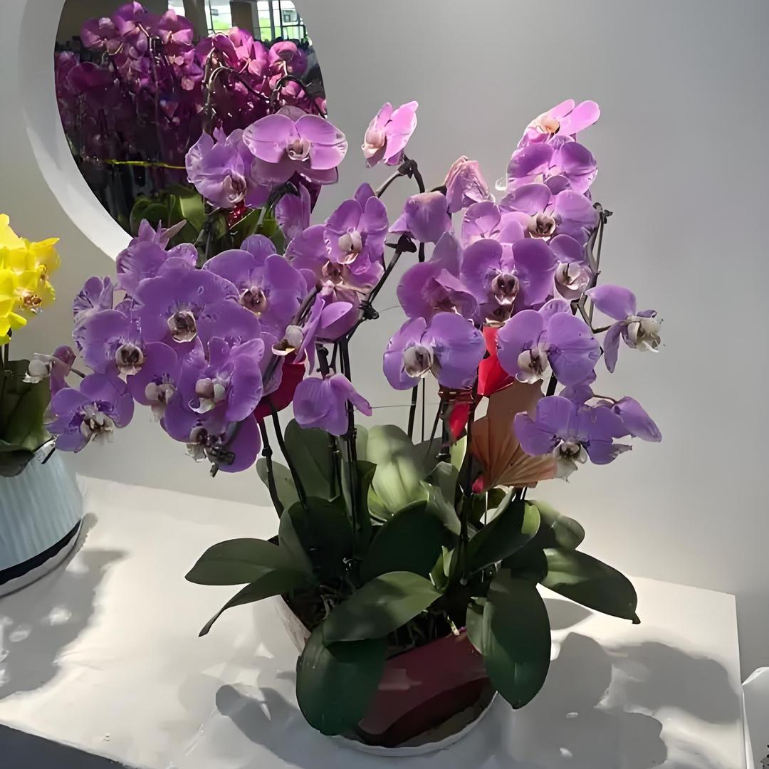 树人绿植园艺场