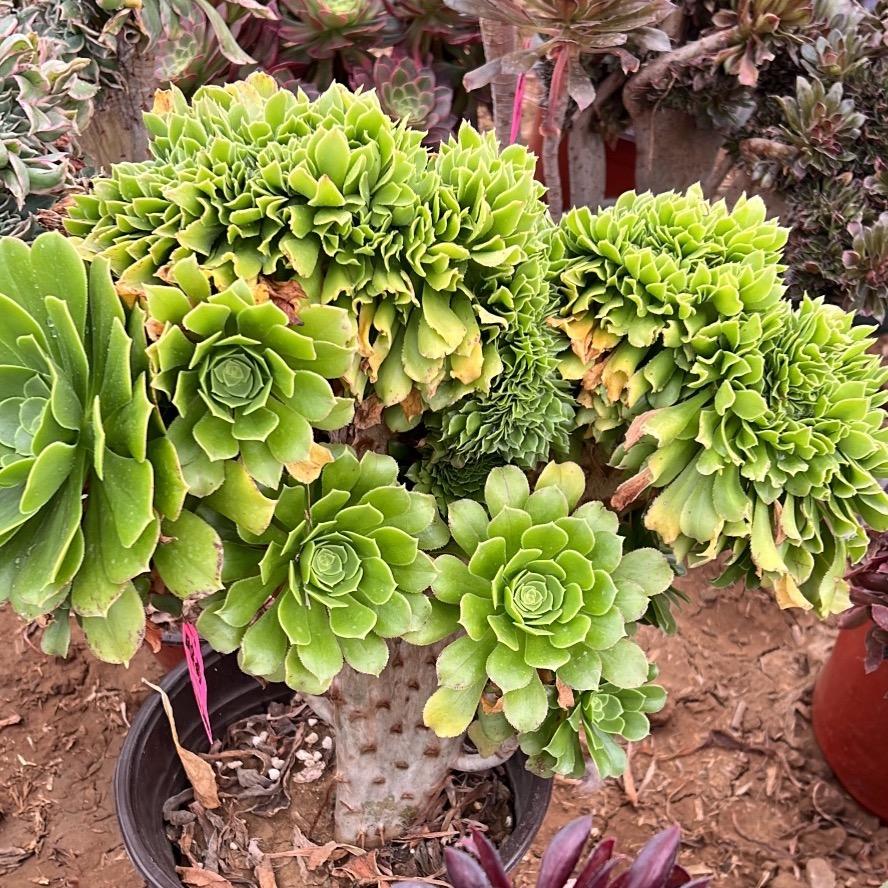 麦芽糖多肉种植园