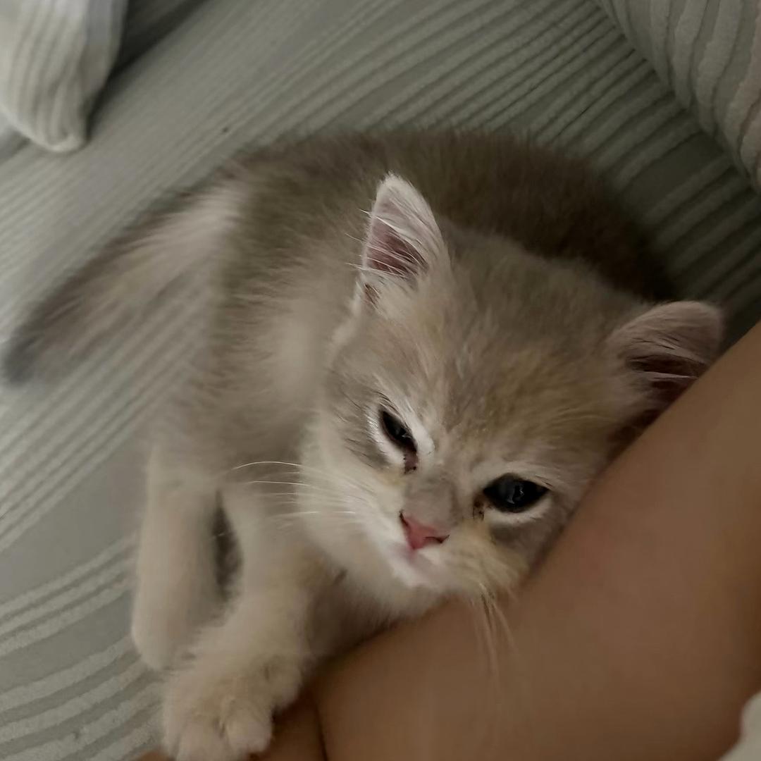 小熊听不懂面包椰 ྀི