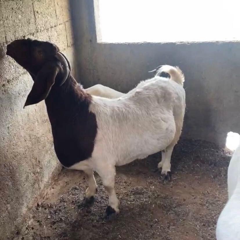 生态绿色养殖和繁殖羊