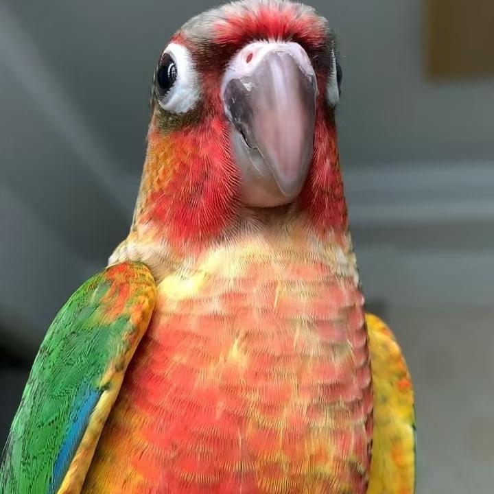 咕咕鹦鹉养殖厂