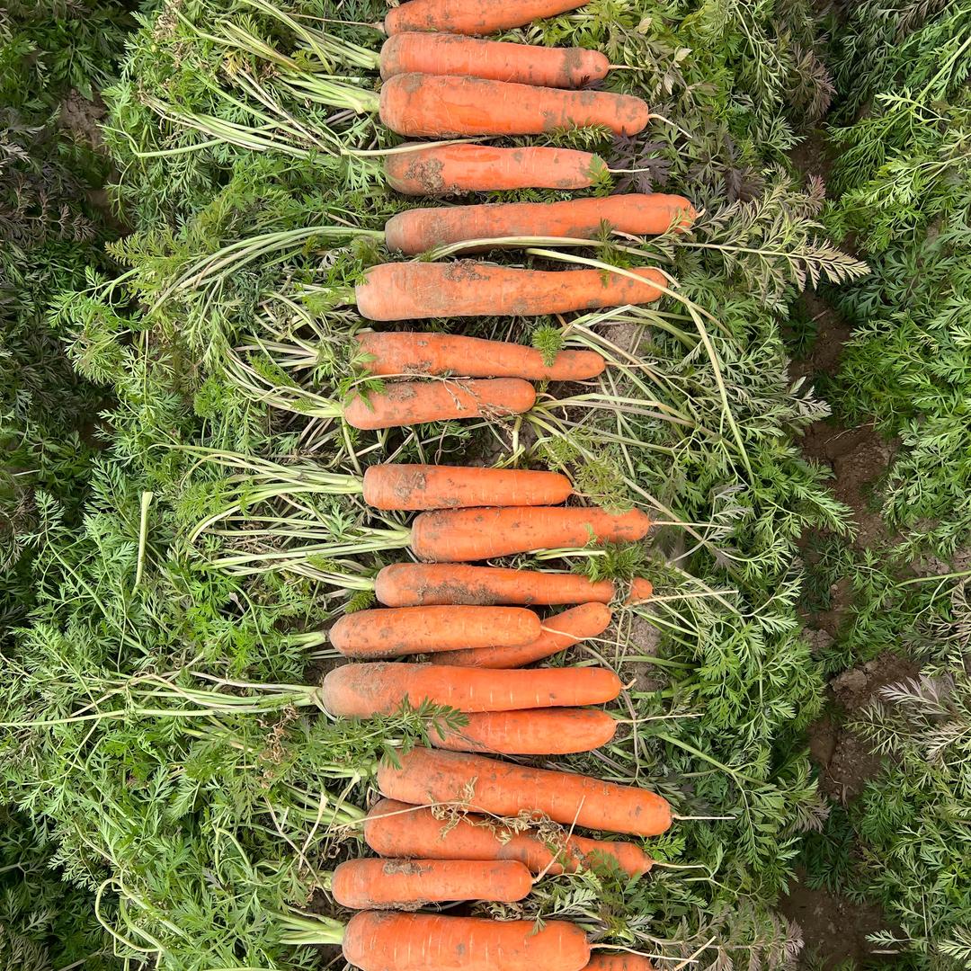 阿康蔬果产地供应链