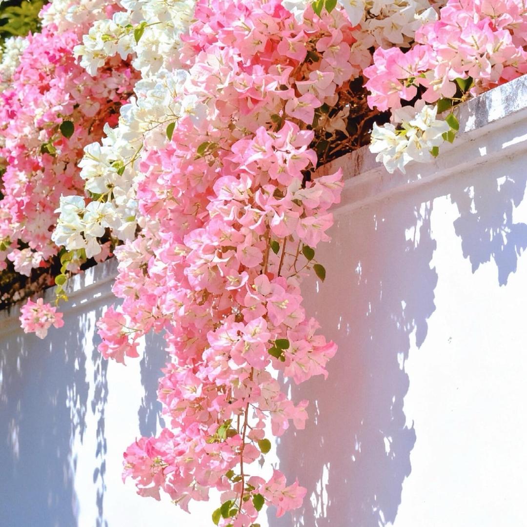 繁花里花卉园艺