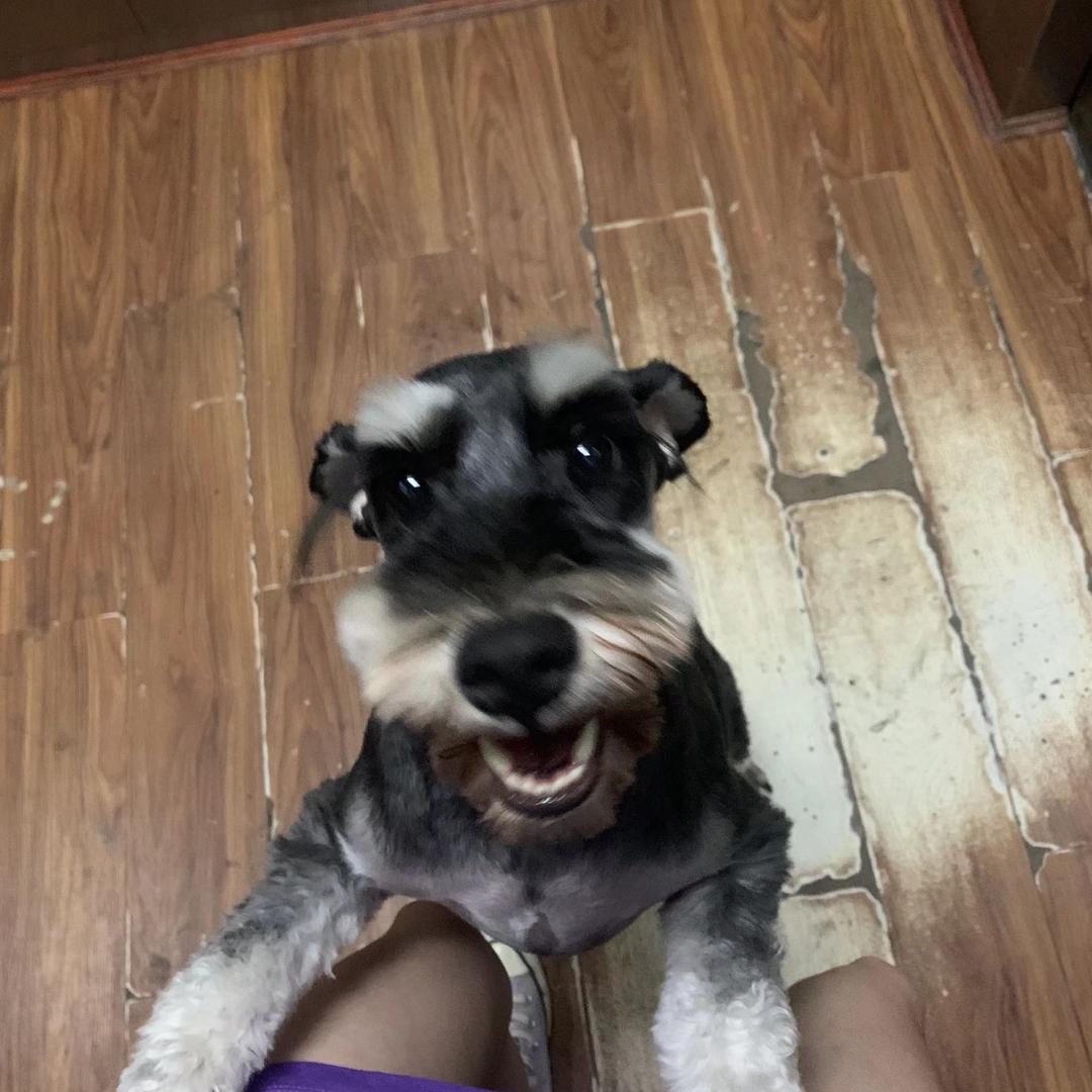 小狗卡西
