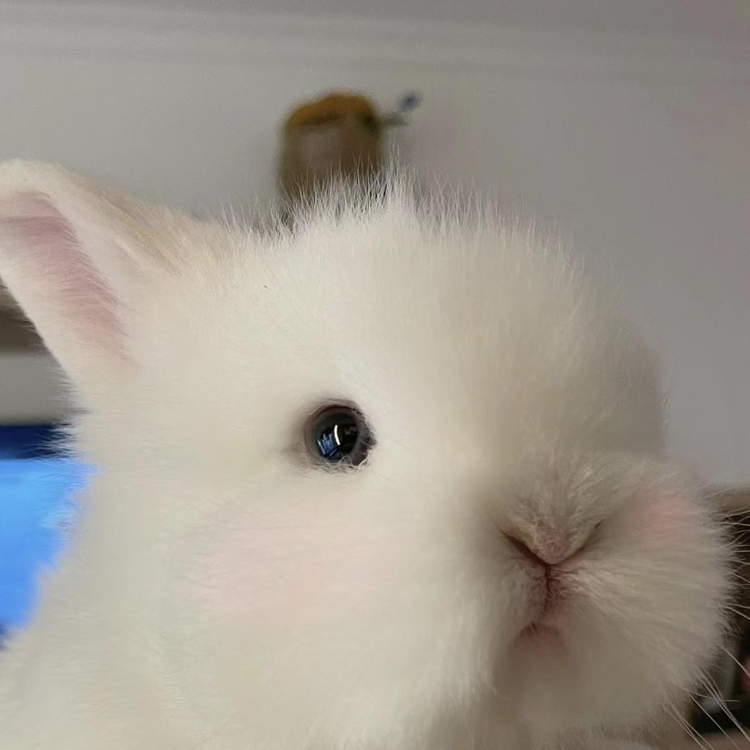 NN王