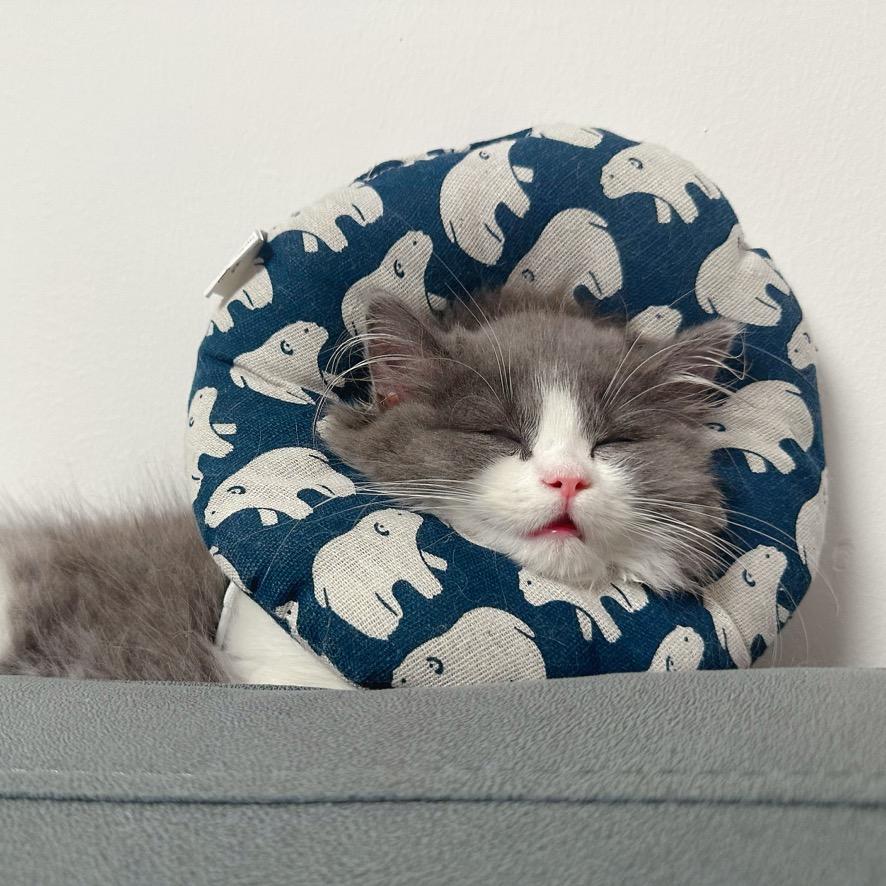 是珈菲猫啦😺