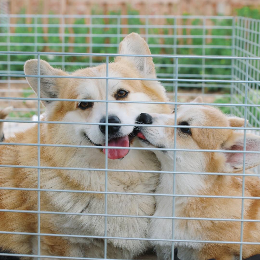 万事屋犬舍（下面主页号直播）