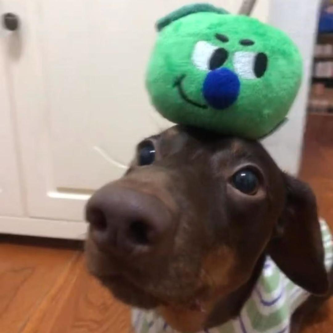 世界第一正直青年