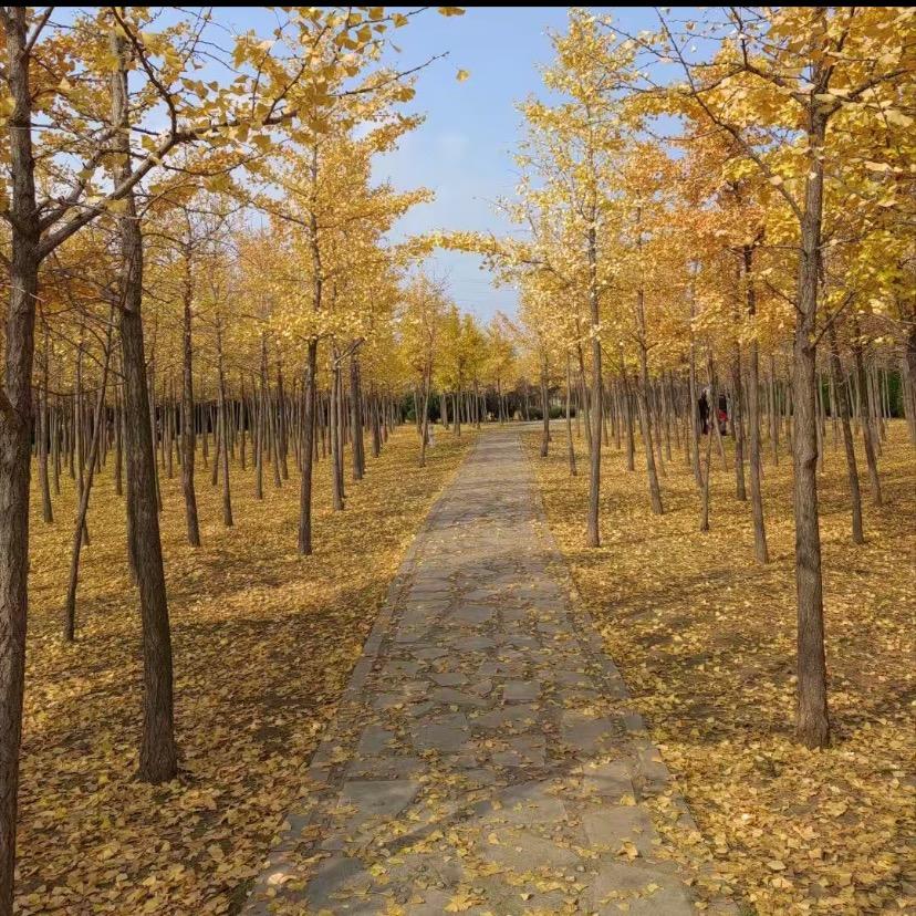 大耳朵图图糓夃