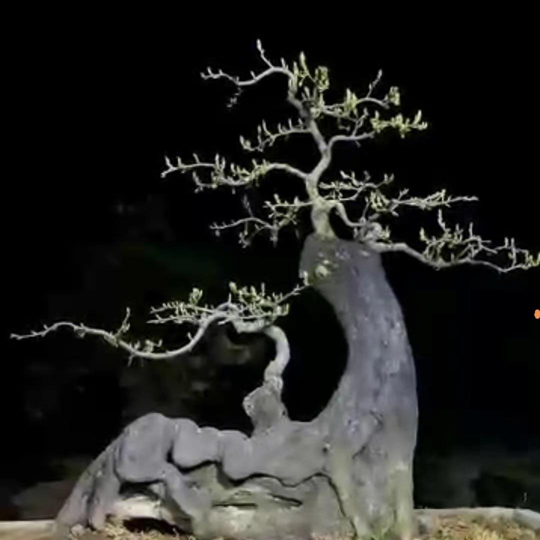 来凤林氏盆景