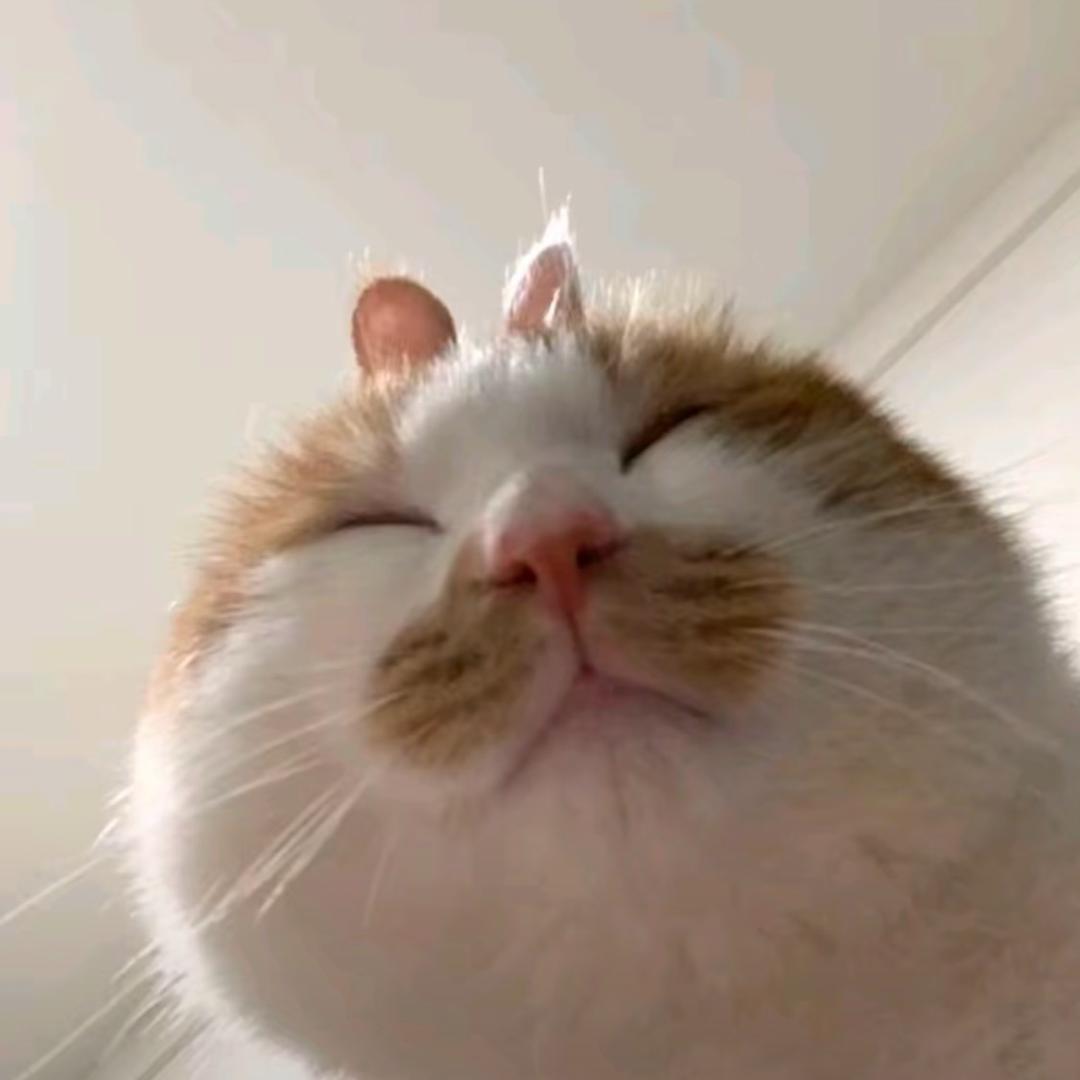 优优酱🐰（黑化版）