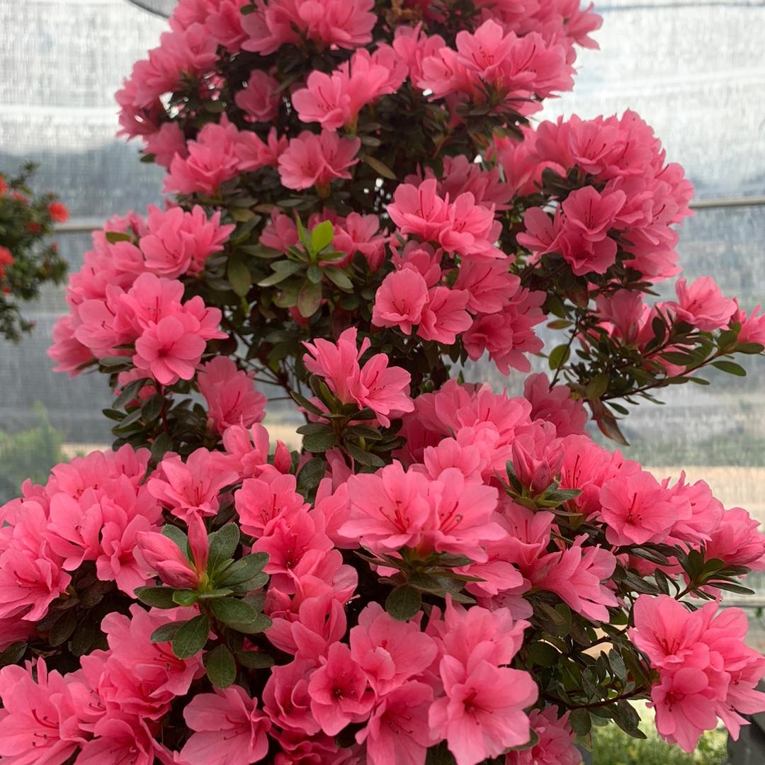 花视界园艺