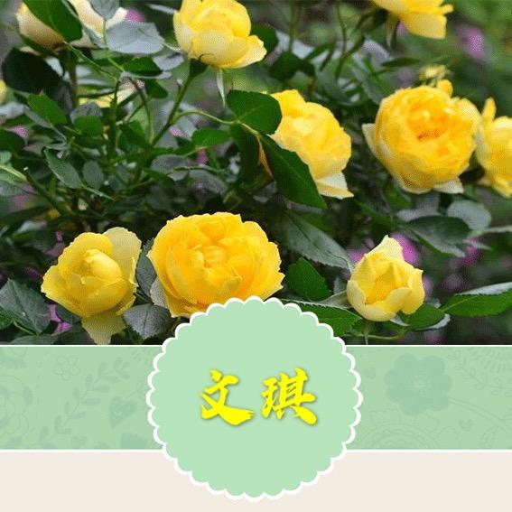 文琪玫瑰园