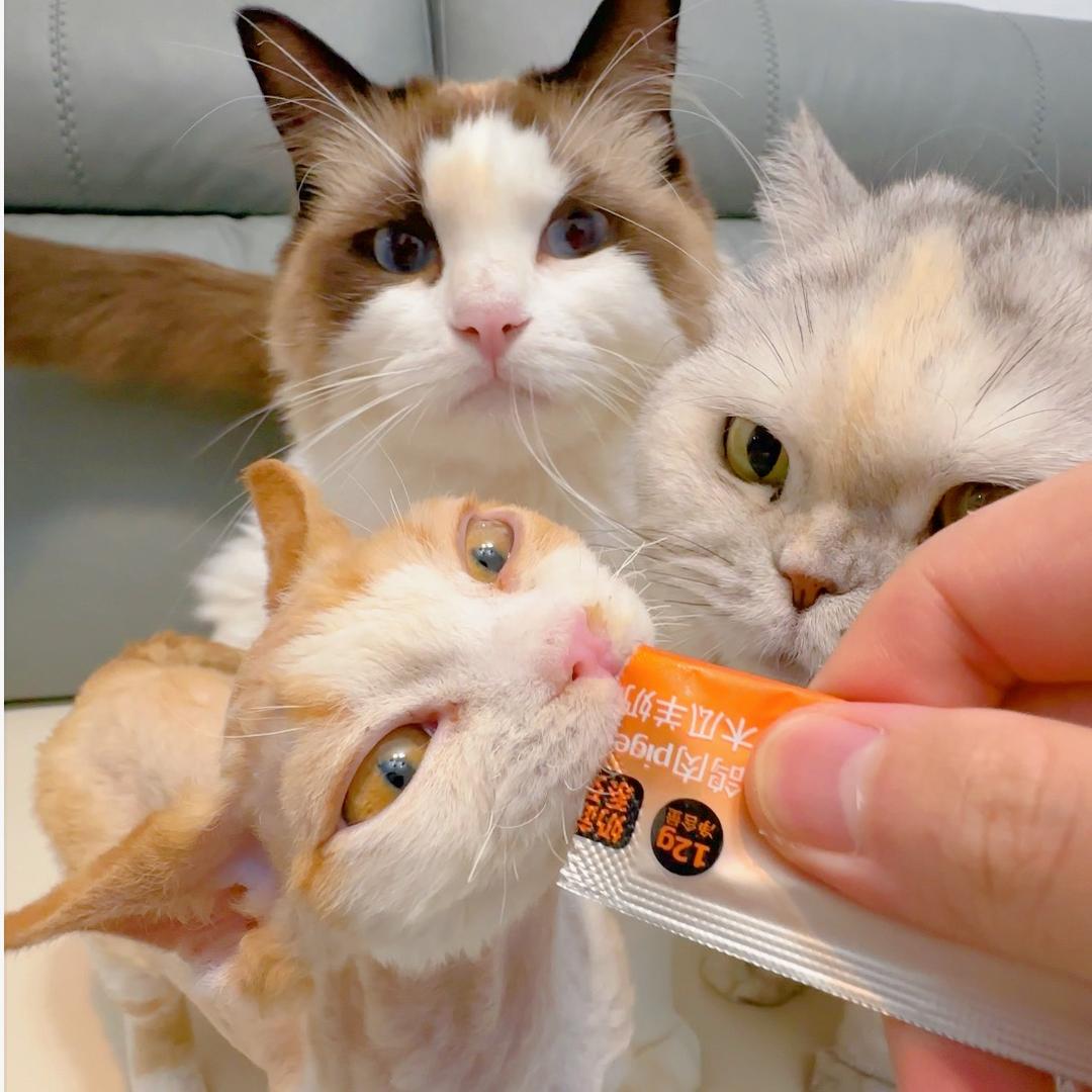 老三🐱超爱吃