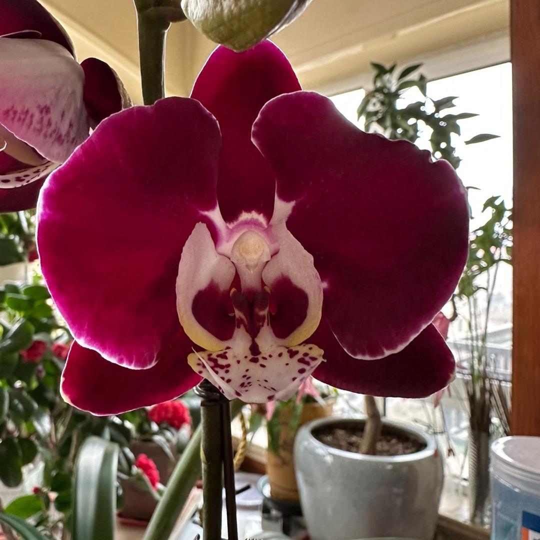青岛花仙子