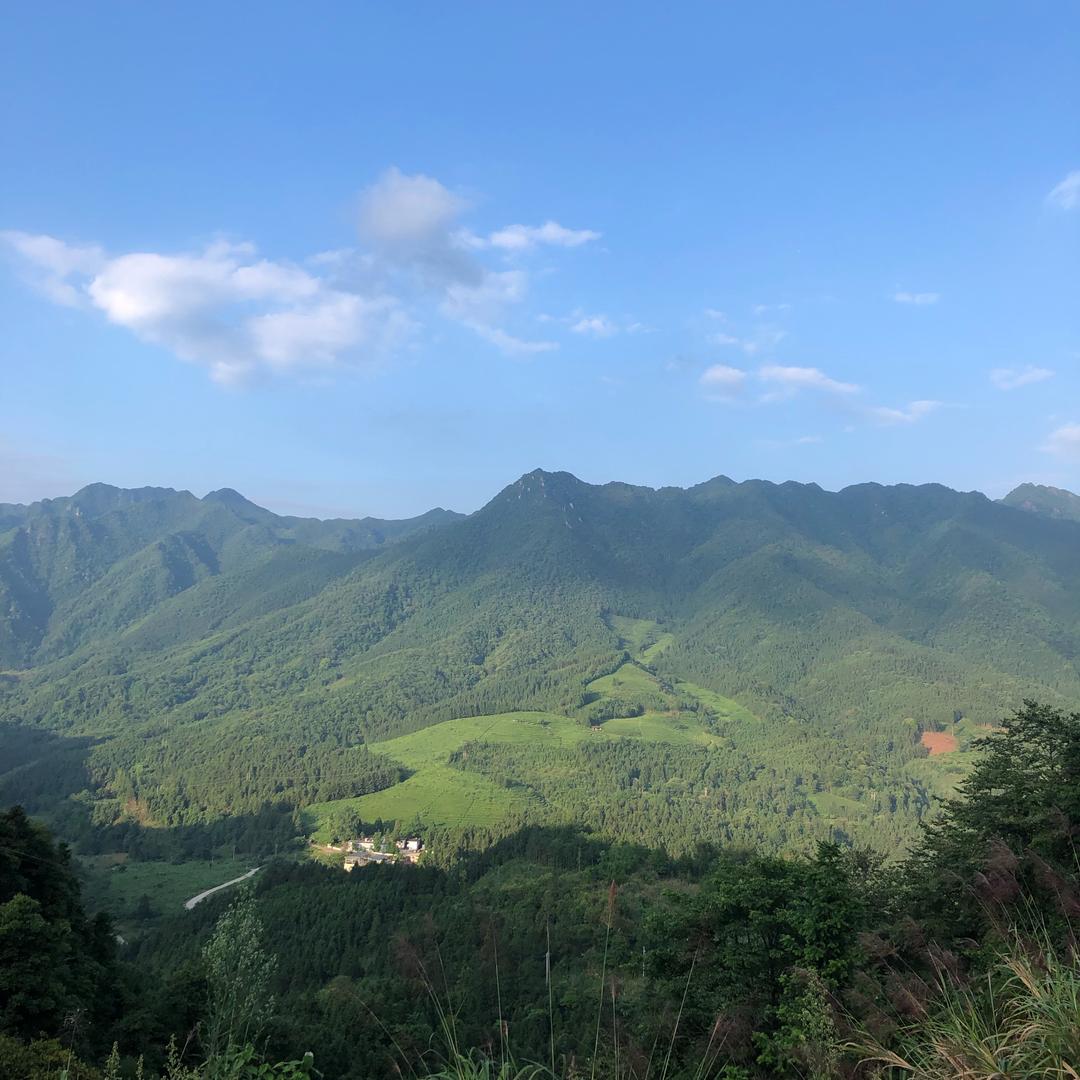 鱼生