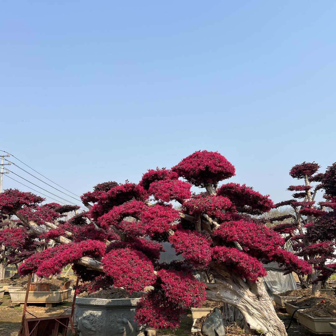 树来运转景观树