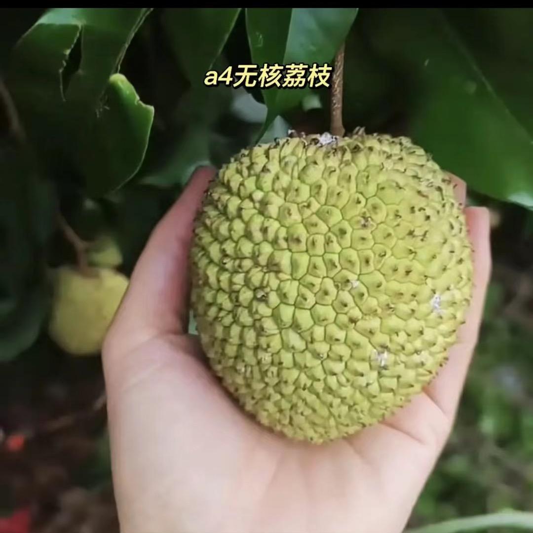 宗慧果苗