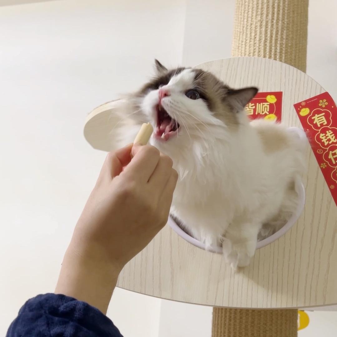 蓝莓是只喵啊