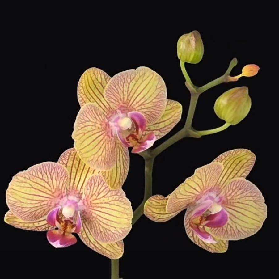 花多多蝴蝶兰