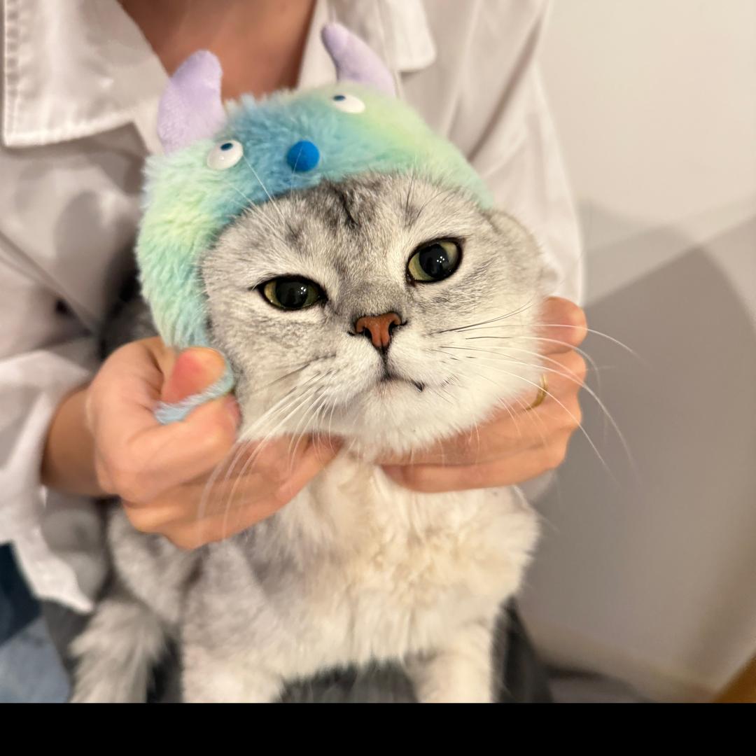 多多是小猪