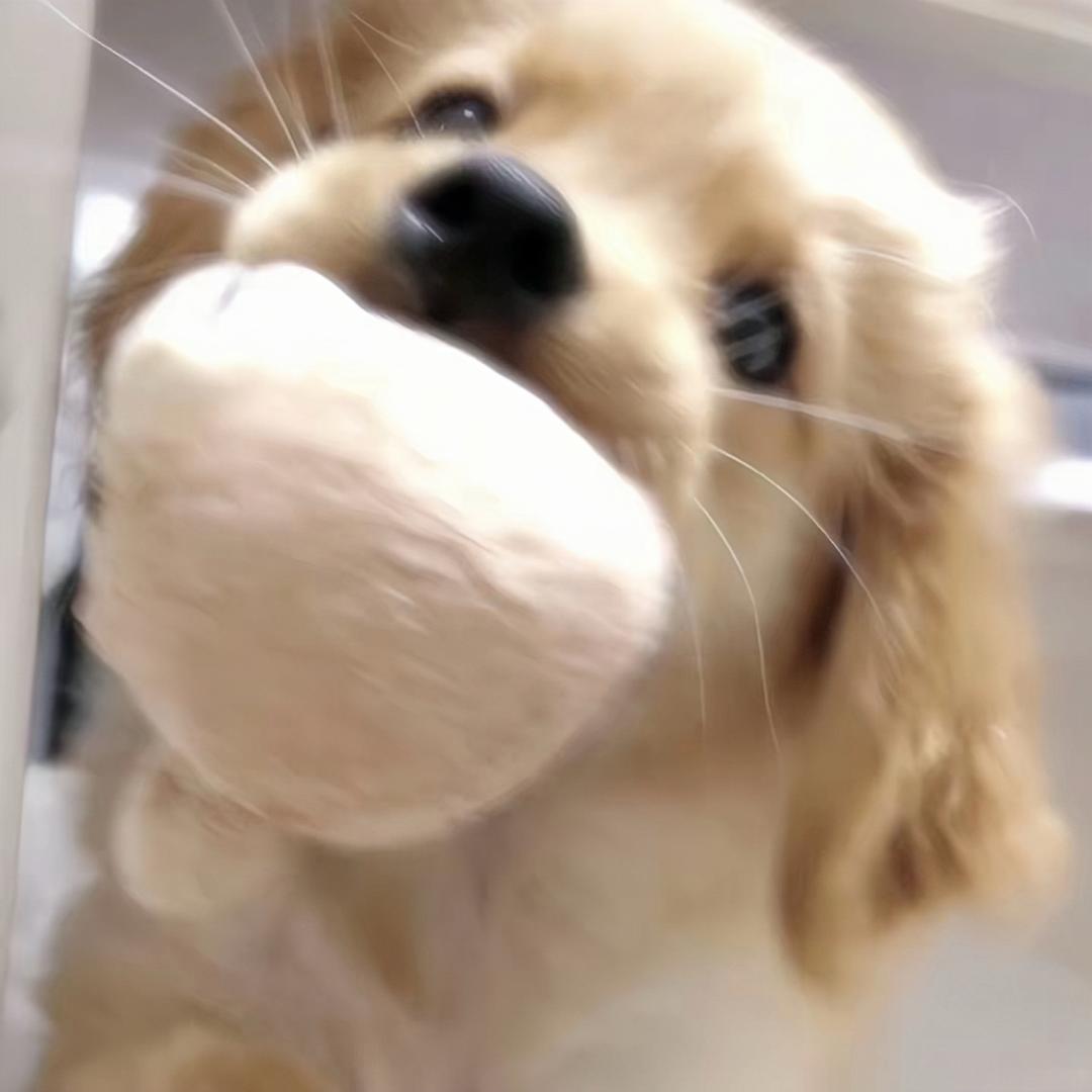 是钳钳呀