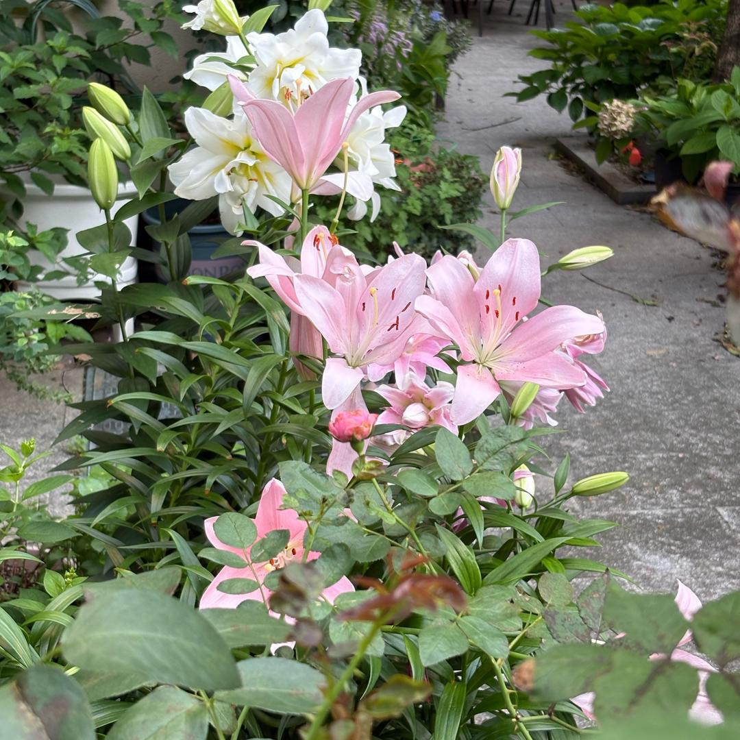 博学的蓝莓