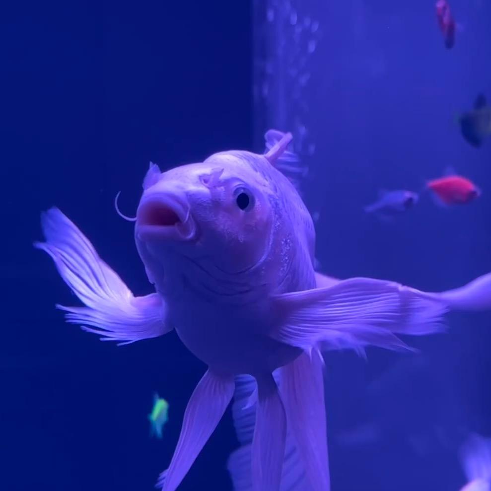 吉祥蝴蝶鲤渔场